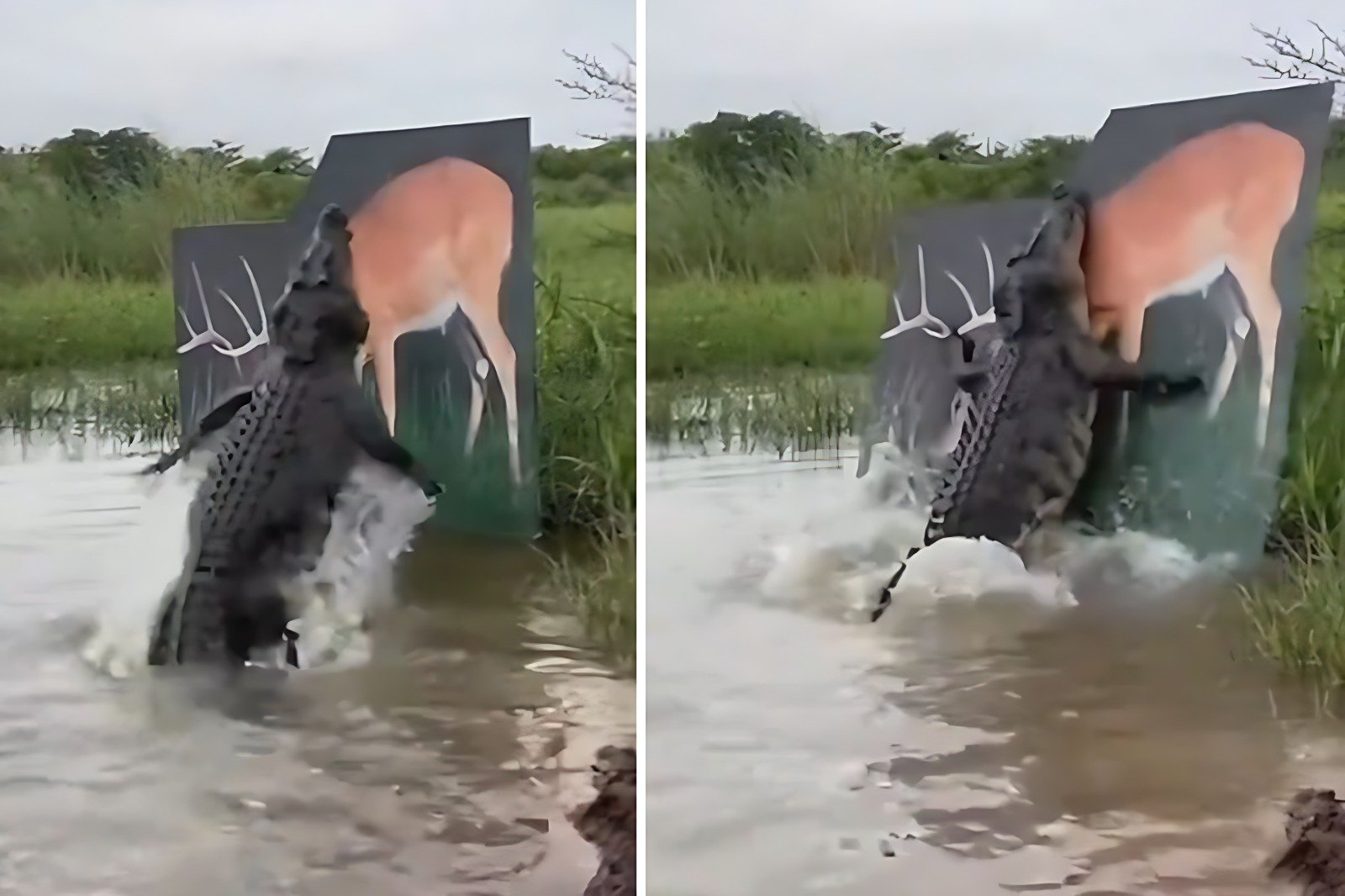 Crocodile Deer Viral Video