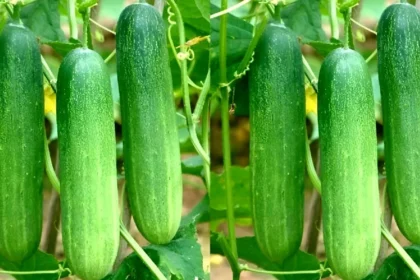 Cucumber Seeds Online