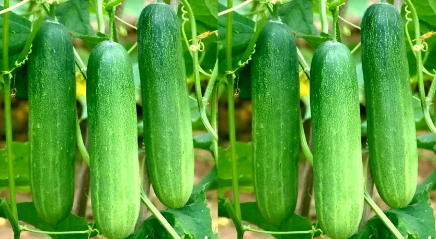Cucumber Seeds Online : सिर्फ 40 रुपये में मिलेंगे खीरे के उम्दा क्वालिटी बीज, घर बैठे यहां से करें ऑनलाइन ऑर्डर 1 Cucumber Seeds Online