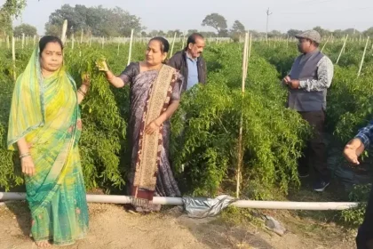 Drip Farming Success Story CG