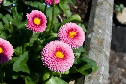 Garden Flower Seeds Online