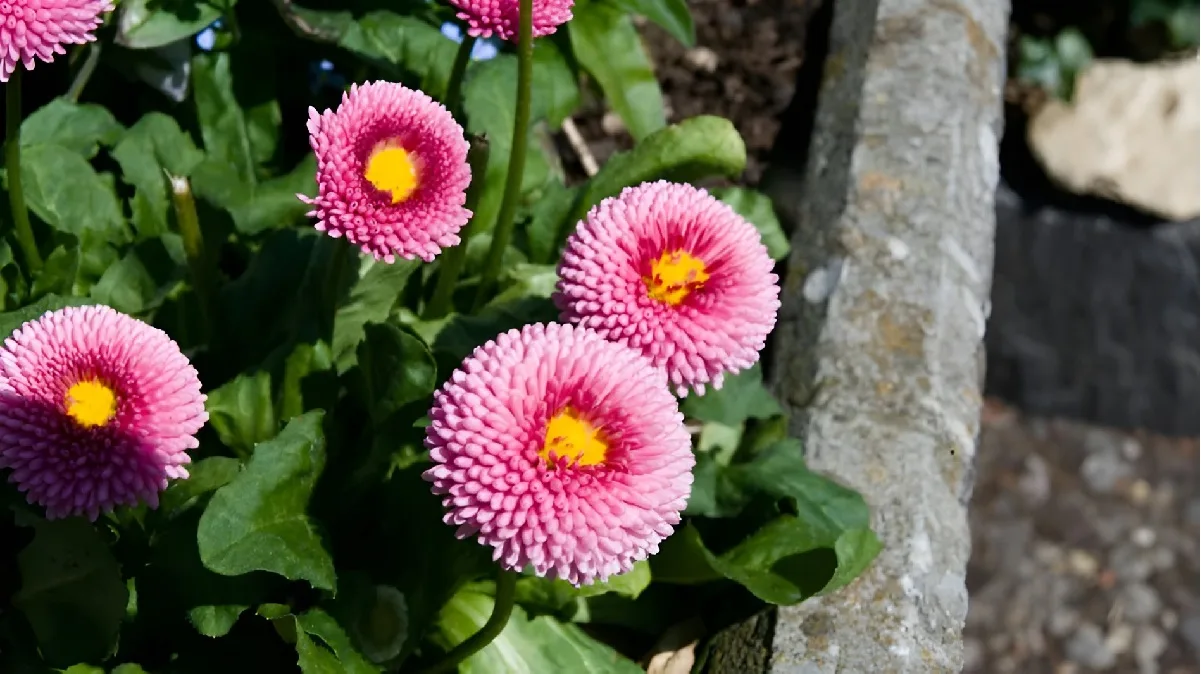 Garden Flower Seeds Online