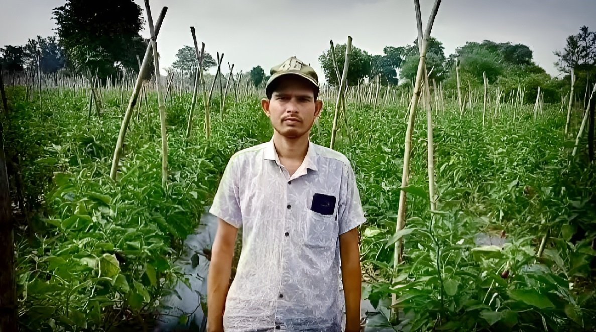 Grafted Brinjal Farming