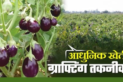 Grafted Brinjal Farming