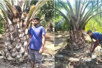 Horticulture Crops Farming