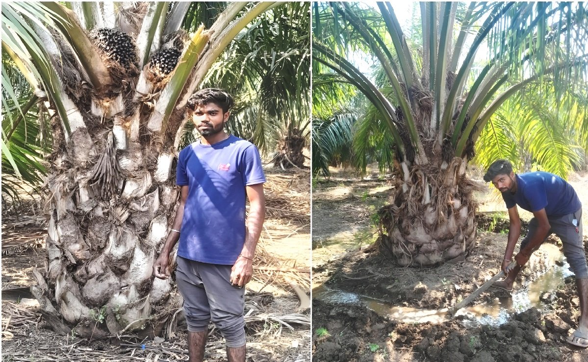 Horticulture Crops Farming