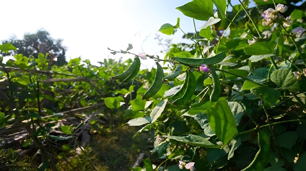 Kashi Bauni-207 Beans Seeds