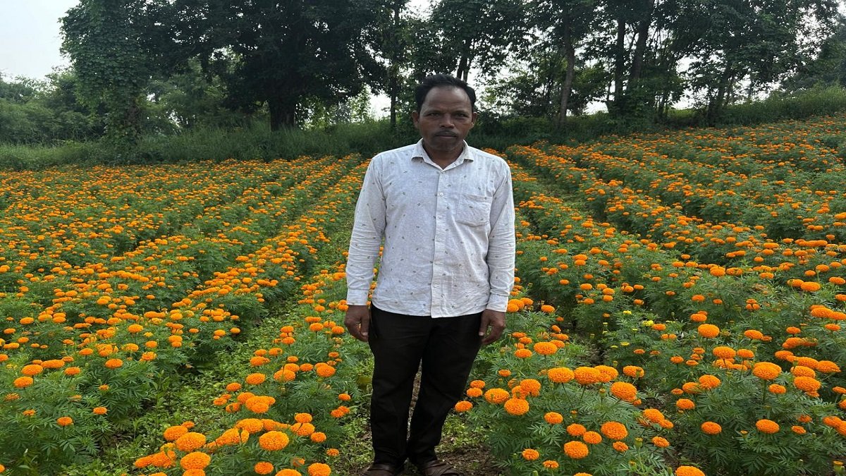 Marigold Farming Profit
