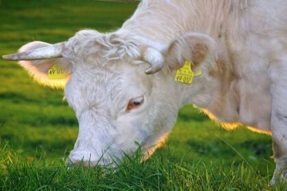 Milk Yield Increasing