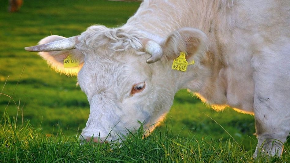 Milk Yield Increasing