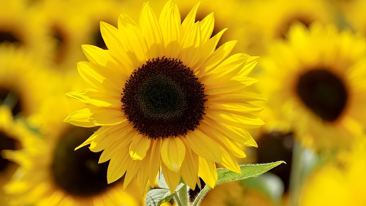 SUNH-1 Hybrid Sunflower Seeds