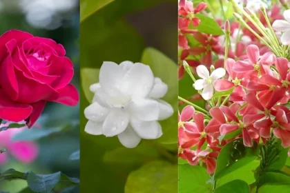 Winter Gardening Tips