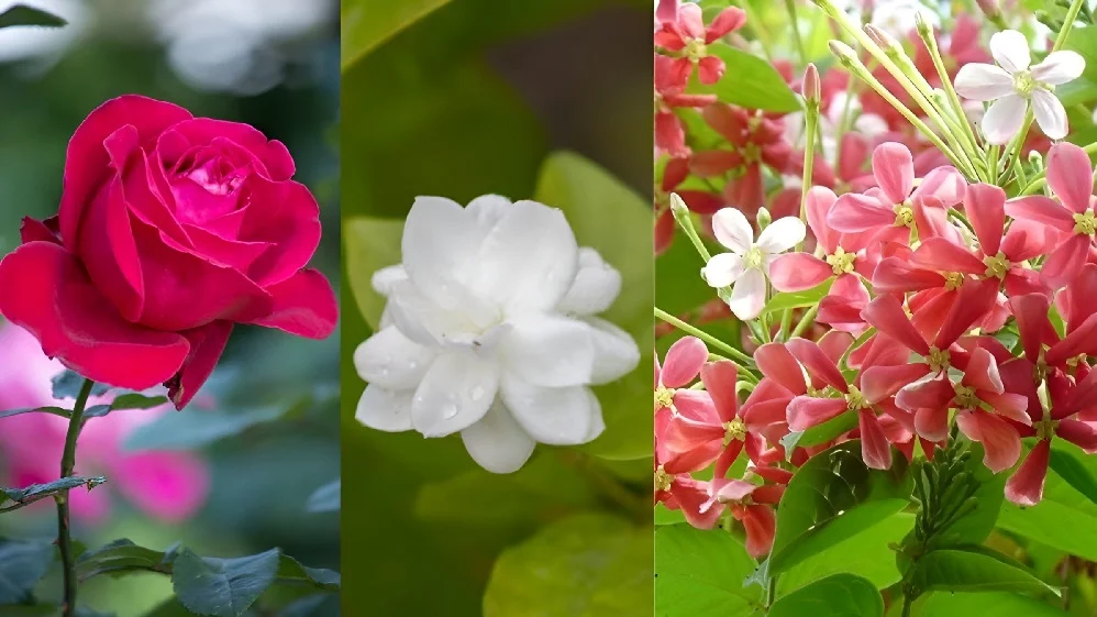 Winter Gardening Tips