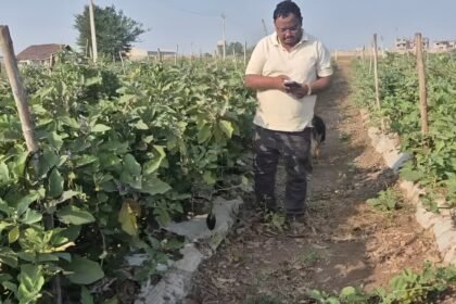 Grafted Brinjal Farming