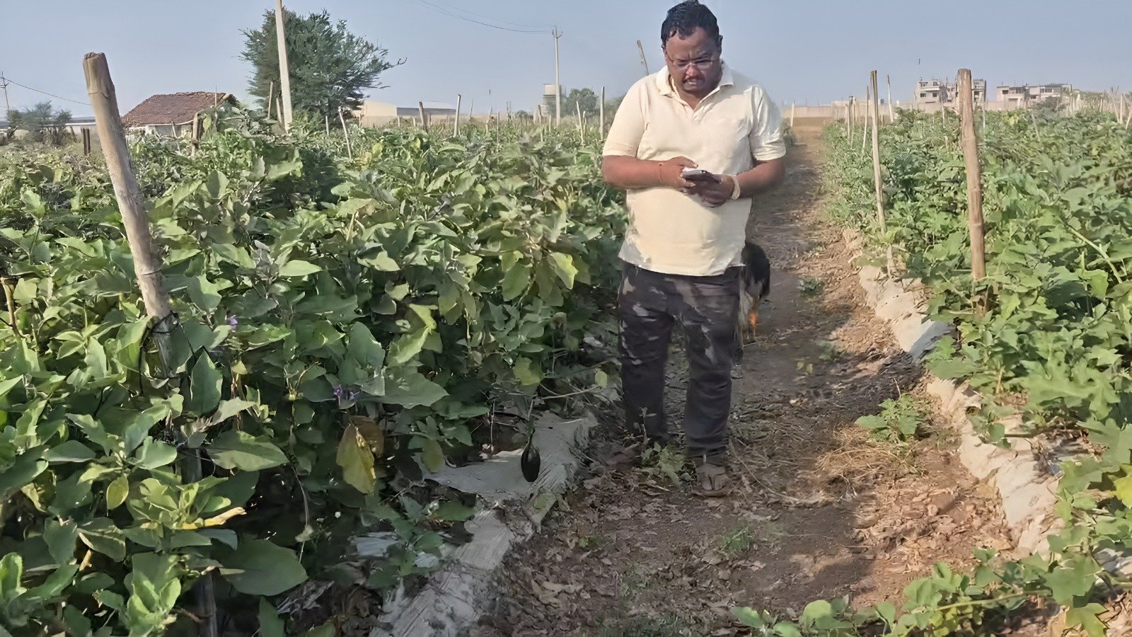 Grafted Brinjal Farming