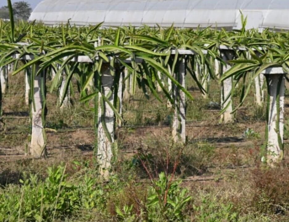Dragon Fruit Farming