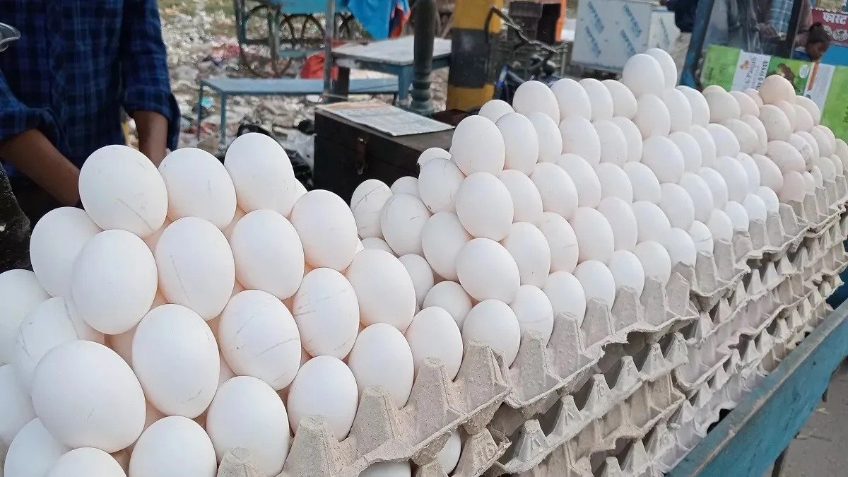Egg Price