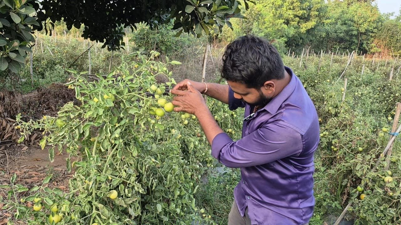 Grafted Tomato Farming