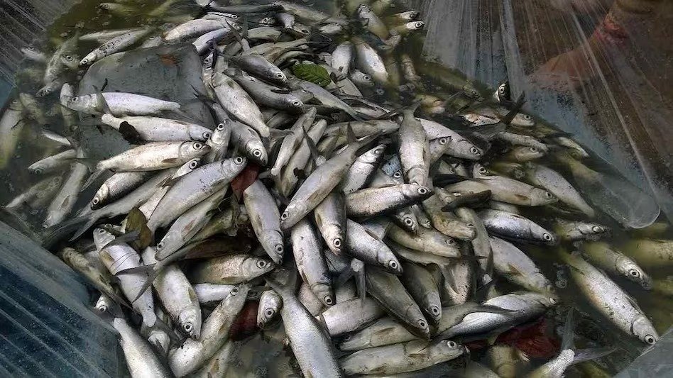 Fish Farming Income