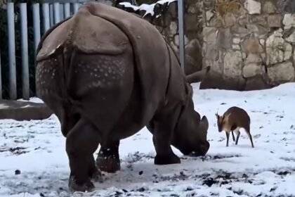 Deer vs Rhino Viral Video