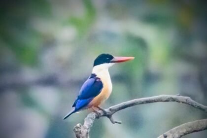 Black-capped Kingfisher