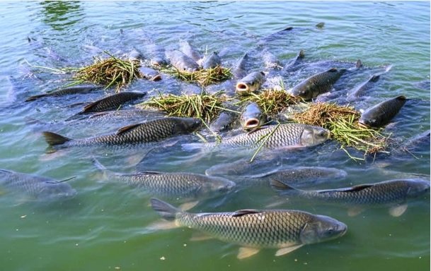 Fisheries Farming
