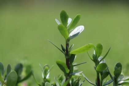 Brahmi Farming Chhattisgarh