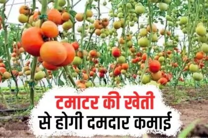 Chhattisgarh Tomato Farming