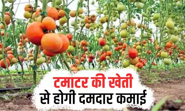 Chhattisgarh Tomato Farming
