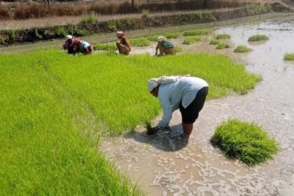 Crop Diversification