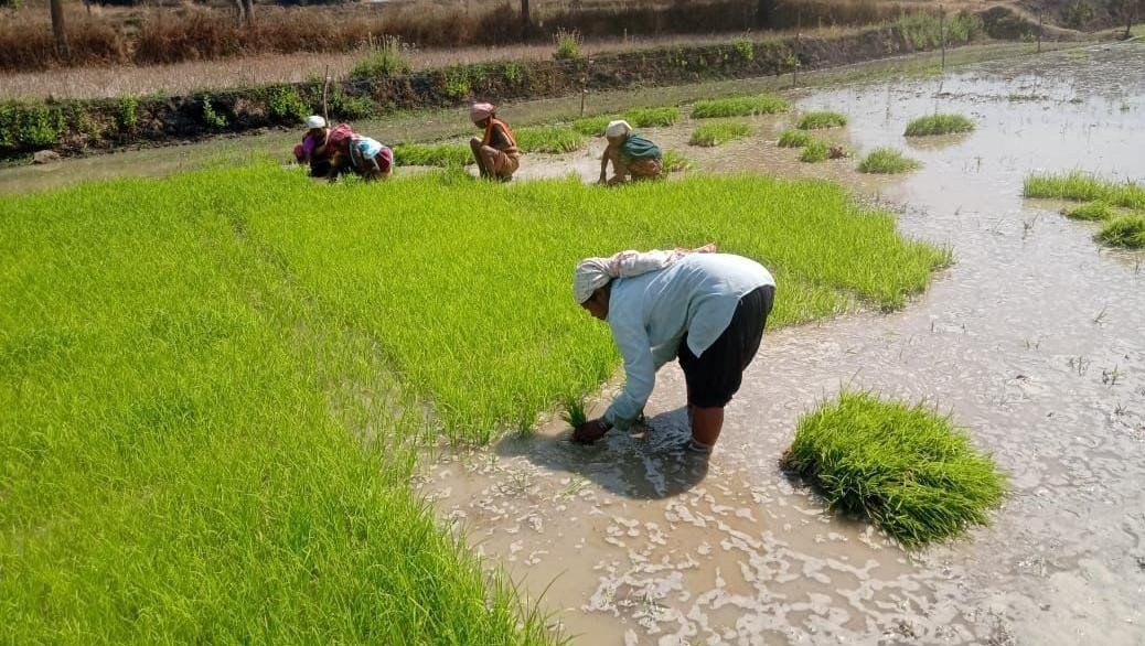 Crop Diversification