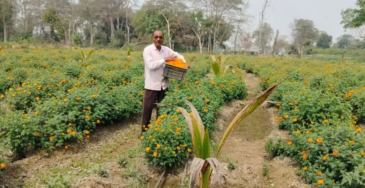 Cross Farming Model