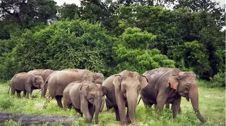 Elephant Attack Tragedy
