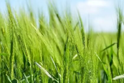 First Grain Cultivation