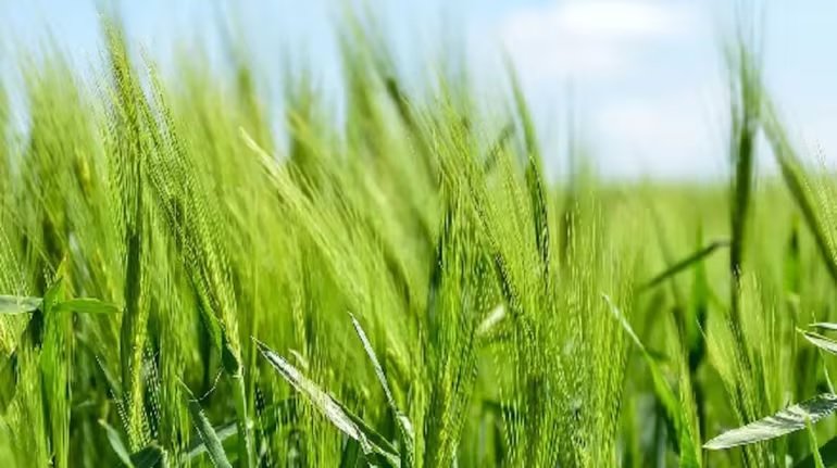 First Grain Cultivation