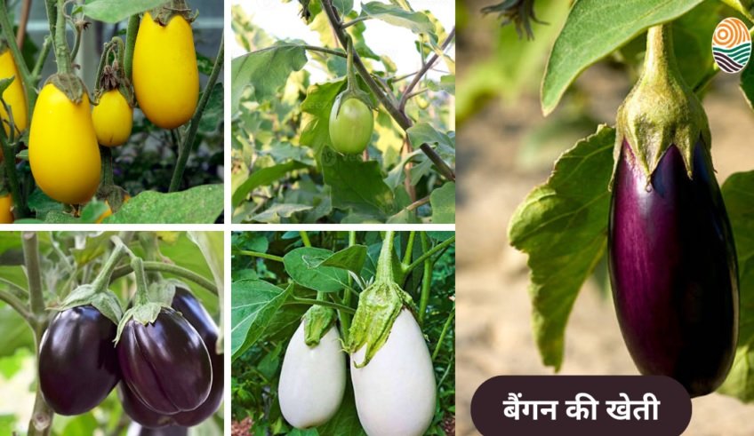 Grafted Brinjal Farming