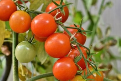 Hybrid Tomato Seeds