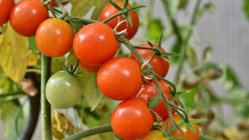 Hybrid Tomato Seeds
