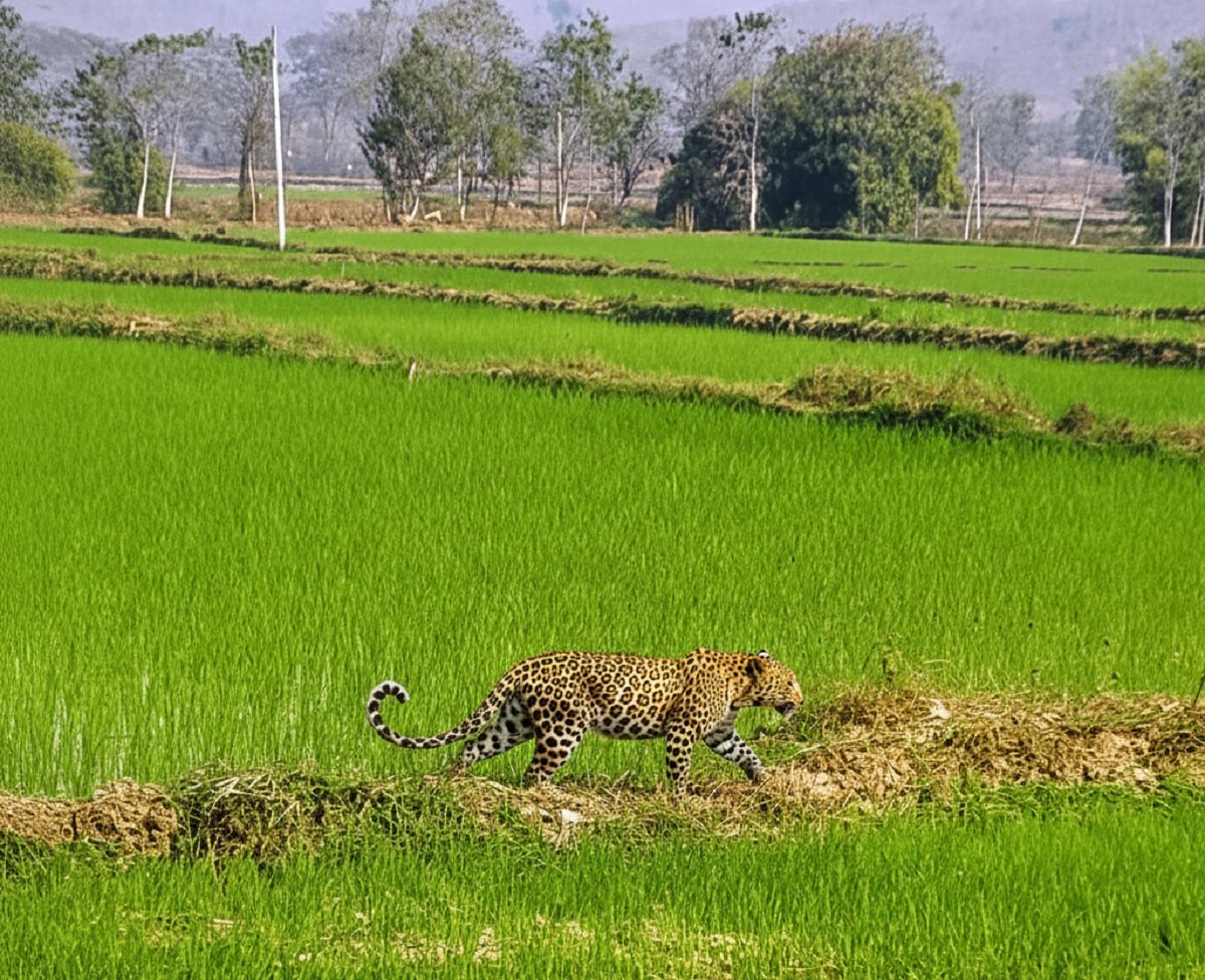 Leopard Cub Rescue