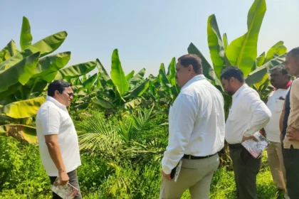 Oil Palm Farming Chhattisgarh