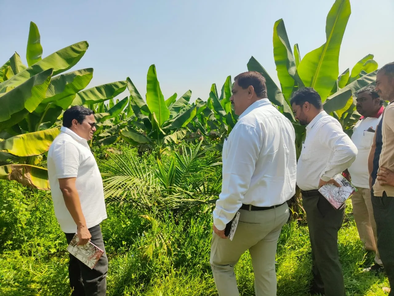 Oil Palm Farming Chhattisgarh