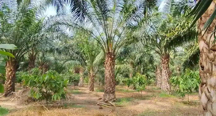 Oil Palm Cultivation