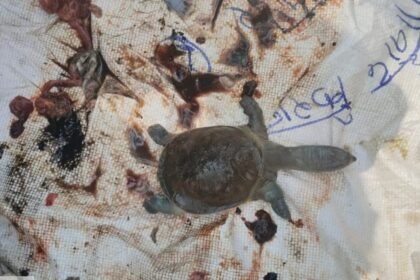 Turtle Death Mystery
