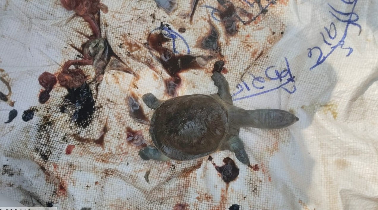 Turtle Death Mystery