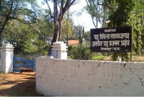 Bird Flu Suspected : सरकारी पोल्ट्री फार्म में पांच हजार से अधिक मुर्गा-मुर्गियों की मौत 1 Bird Flu Suspected