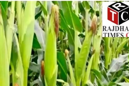 Crop Rotation Farming