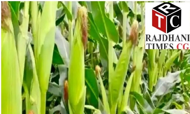Crop Rotation Farming