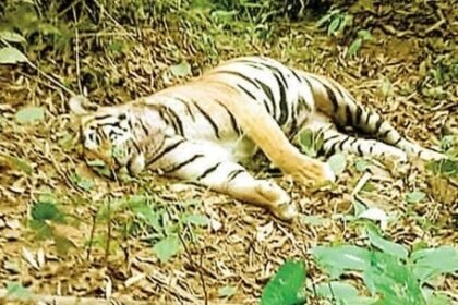 Elephant Deaths in Chhattisgarh