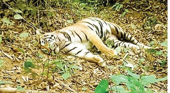 Elephant Deaths in Chhattisgarh