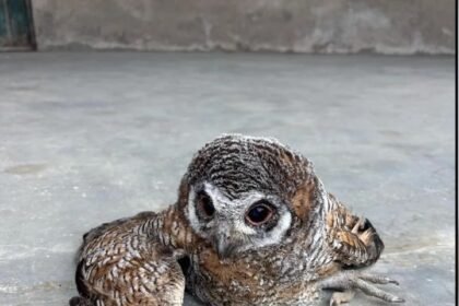 Korba Injured Owl News